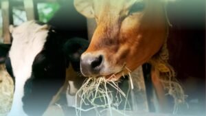 1 Trolley Green Grass