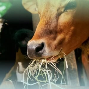 1 Trolley Green Grass