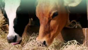 2 Trolley Green Grass