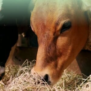 2 Trolley Green Grass