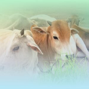 Medicines for cows